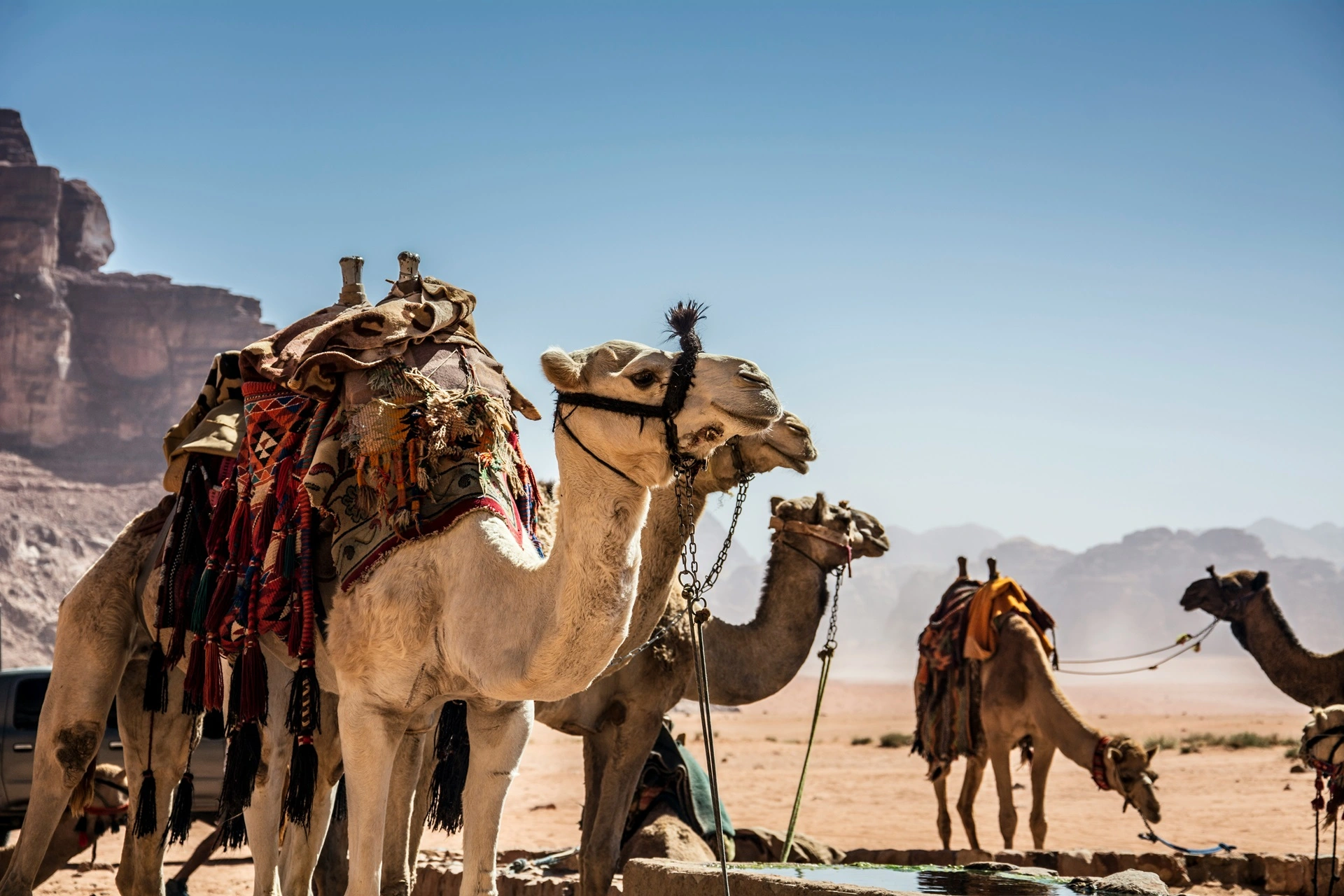 Camels in Wadi Rum